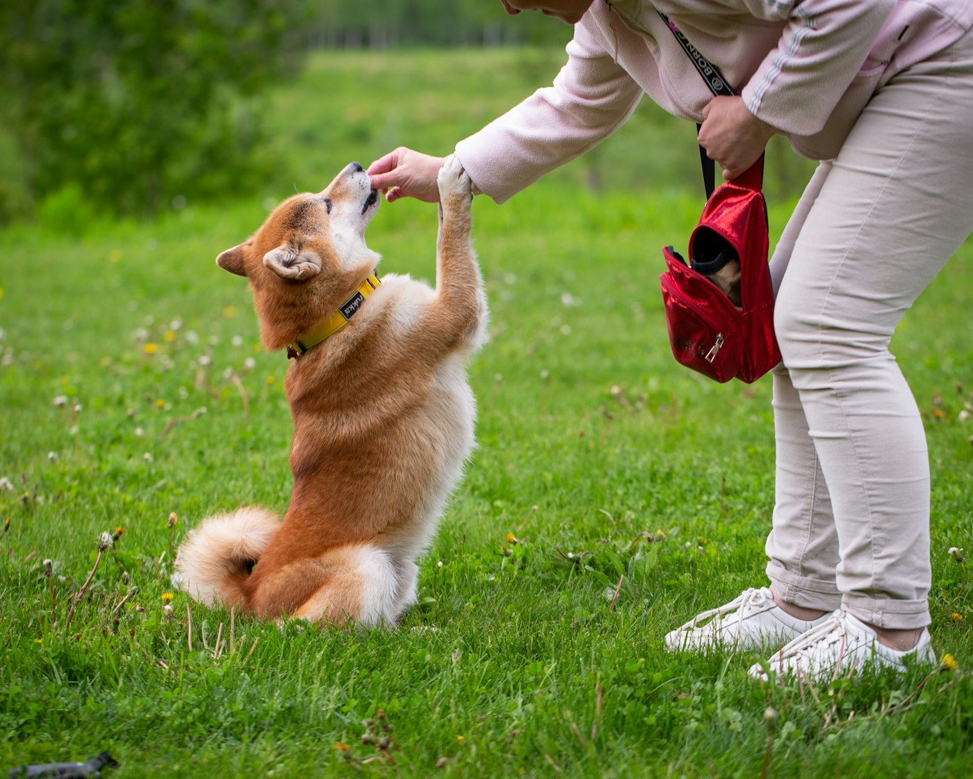 Dog trainer working with a dog outdoors, the kind of Instagram DM intake a virtual assistant for dog trainers answers first